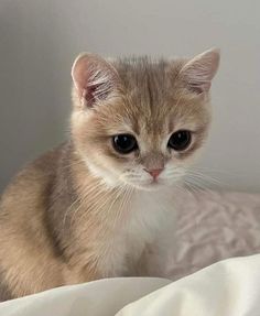 a small kitten sitting on top of a bed