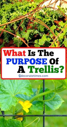 a sign that says, what is the purpose of a trellis? on it