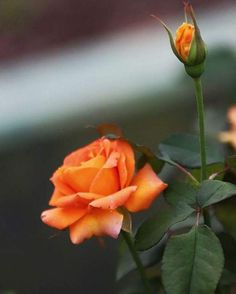 an orange rose with green leaves in the foreground