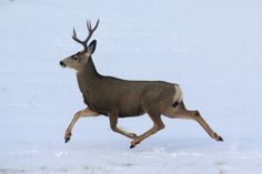 a deer is running through the snow