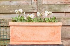 a planter with white flowers and green leaves