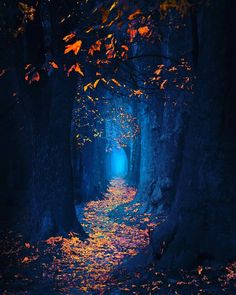 a path in the middle of a forest with leaves on it and blue light at the end