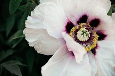 Fresh peonies in the garden. royalty free stock images Peonies In The Garden, Fresh Peonies, Glass Background, Peonies Garden, In The Garden, The Garden, Peonies