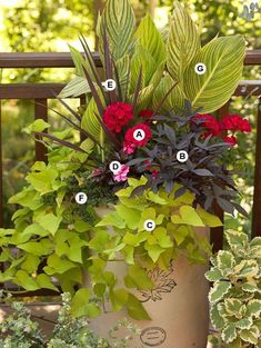 a potted planter with flowers and plants labeled in the letters b, c, d