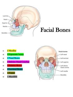 the facial bones are labeled in three different languages