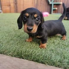 Baby Wiener Dog, Dashunds Puppies, Dashund Dogs, Weiner Dog Puppy, Weener Dogs, Weiner Dog Puppies, Dogs Smiling, Sausage Dog Puppy, Doxie Puppies