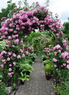 a garden filled with lots of pink flowers