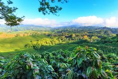 a view of the mountains and trees from a hill top in costa rica region, costa rica