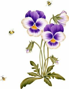 three purple pansies and two bees on a white background