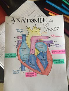 a diagram of the human heart on top of a table with markers and pencils