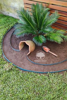 a small palm tree is planted in the ground next to a shovel and some gardening implements