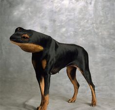 a black and brown dog standing on top of a white floor next to a gray wall