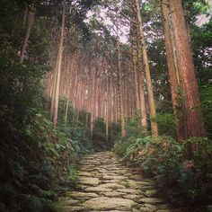 a stone path in the middle of a forest