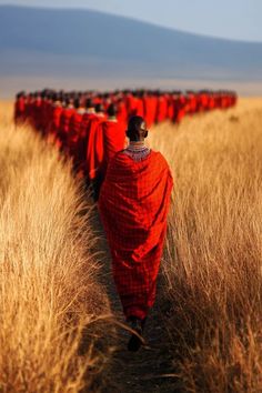 a person in a red blanket walking through tall grass