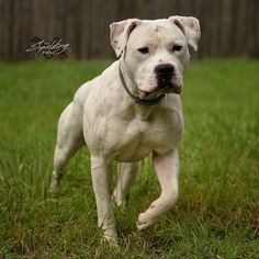 a white dog standing on top of a lush green field