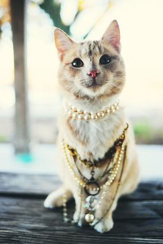 a cat with pearls on it's neck and collar sitting on top of a table