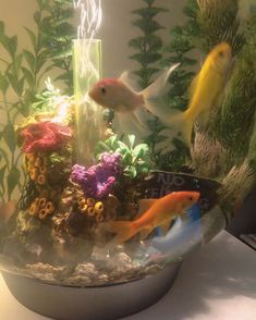 an aquarium filled with fish and plants on top of a table