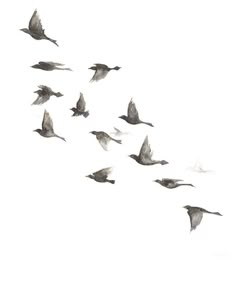 a flock of birds flying through the sky