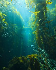 an underwater view of some very large fish in the water with sunlight streaming through it