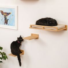 two cats sitting on wooden shelves in a room