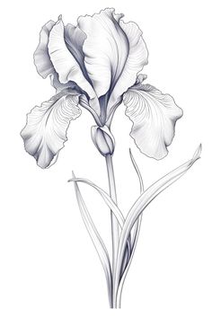 Discover the timeless beauty of irises with this exquisitely detailed pencil drawing. The intricate shading and masterful strokes capture the delicate texture of the petals and the elegance of the flower's structure. Perfect as an inspiration for artists or a sophisticated addition to any home decor board. Lilly Sketch, Irises Flowers, Flower Structure, Birth Flower Tattoos, Flower Sketches