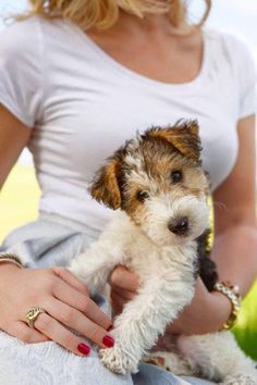 a woman holding a small white and brown dog