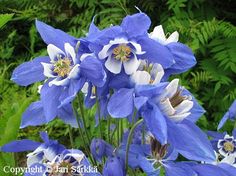 blue and white flowers with green leaves in the background