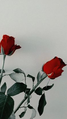 two red roses sitting on top of each other near one another with leaves in the foreground