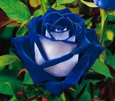 a blue rose with green leaves in the background