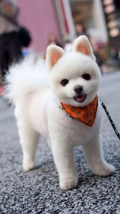 a small white dog wearing an orange bandana on a leash and looking at the camera