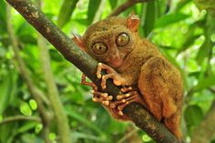 a small brown animal with big eyes sitting on a tree branch in the jungles