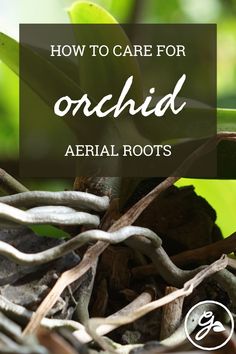 a close up of a plant with the words how to care for orchids aerial roots