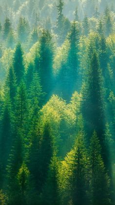 the sun shines through the trees as they stand in front of some green foliage