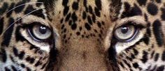 a close up of a leopard's face with blue eyes