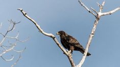 an eagle perched on top of a tree branch with no leaves in the foreground