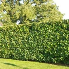 a large hedge is shown in the middle of a grassy area with trees and bushes behind it