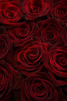 red roses are arranged together in a close up view, with the petals slightly open