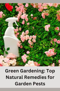 Green Gardening: Top Natural Remedies for Garden Pests