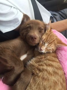 a dog and cat are sleeping together on a pink blanket in the back seat of a car