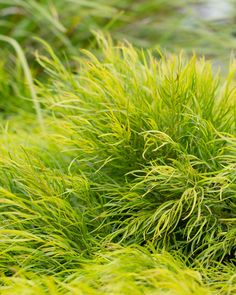 some very pretty green plants in the grass