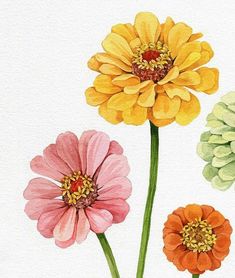 three different colored flowers on a white background with watercolors in the bottom right corner