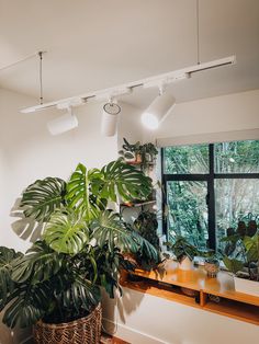 a plant in a pot sitting on top of a wooden shelf next to a window