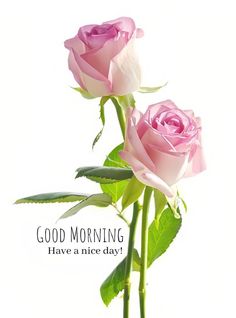 two pink roses sitting in a vase with the words good morning have a nice day