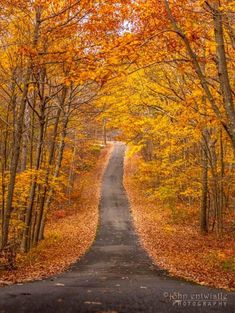 an empty road surrounded by trees in the fall