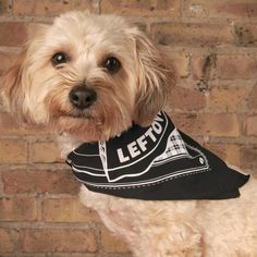 a white dog wearing a black and white shirt