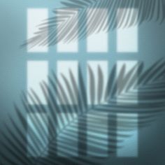 the shadow of palm leaves is shown on a glass wall in front of a window