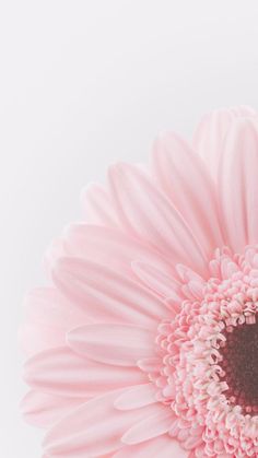 a pink flower that is in front of a white background