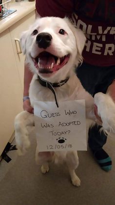 a white dog holding a sign that says guess who was adopted today