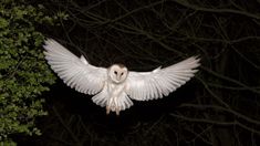 an owl is flying through the night sky