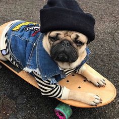 a pug dog wearing a denim jacket and hat on top of a skateboard